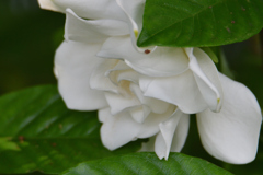 梔子の白い花