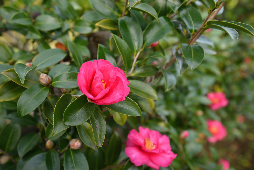 山茶花