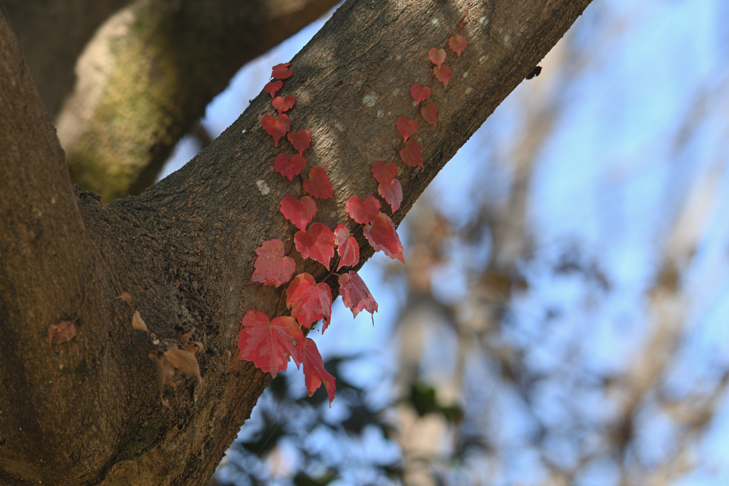 蔦紅葉