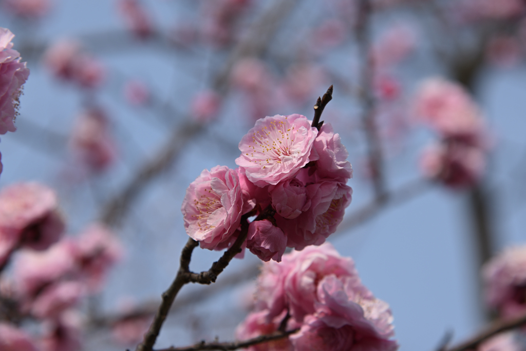 梅の花も終わる