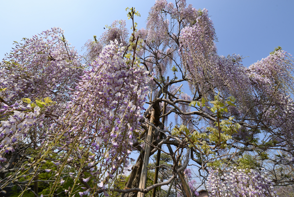 降り注ぐ花