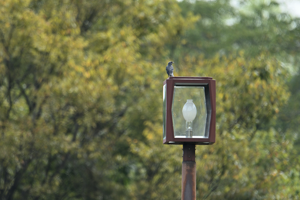 公園の鳥