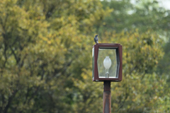 公園の鳥