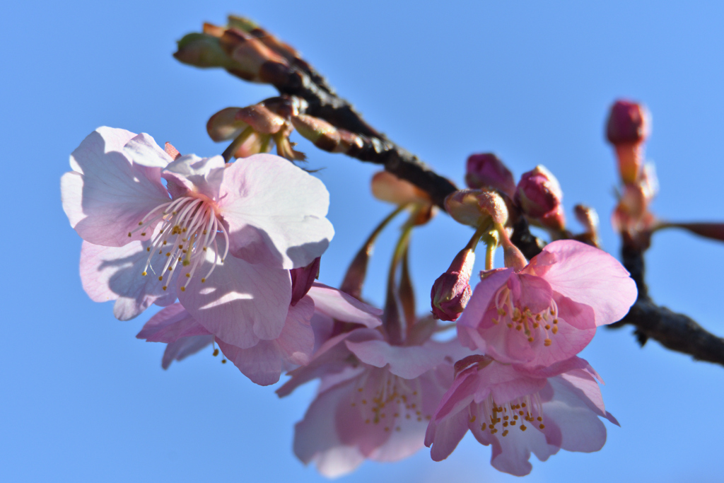 桜咲く
