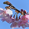 桜咲く