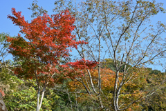 明るく紅葉