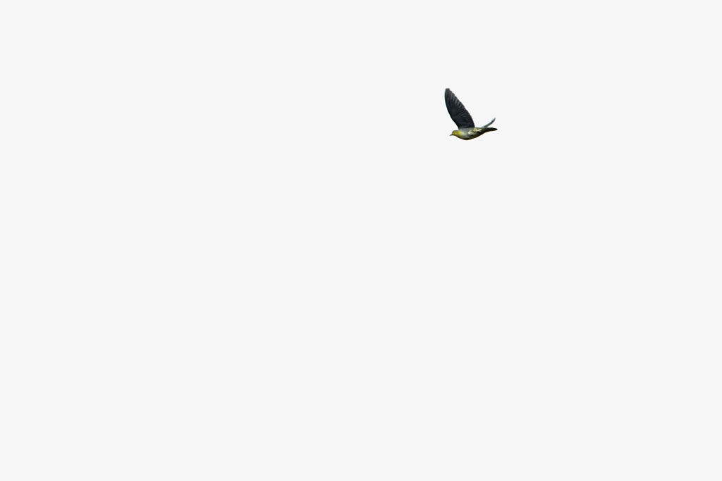 空高く緑鳩が行く