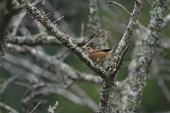 ここ、ここで～す-2