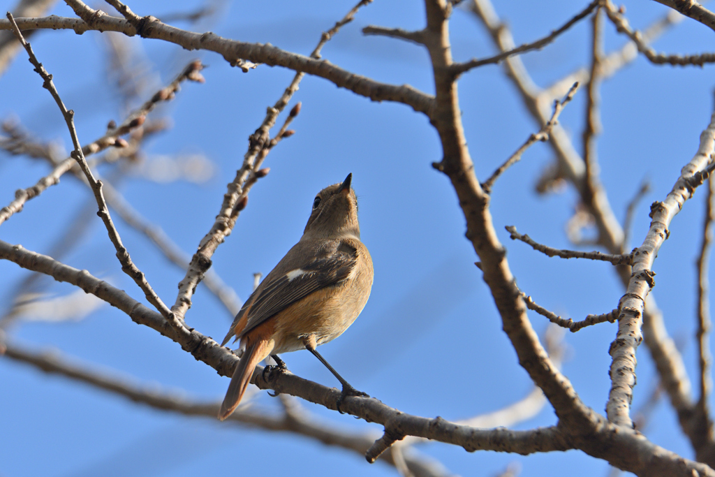 尉鶲姫だって-1