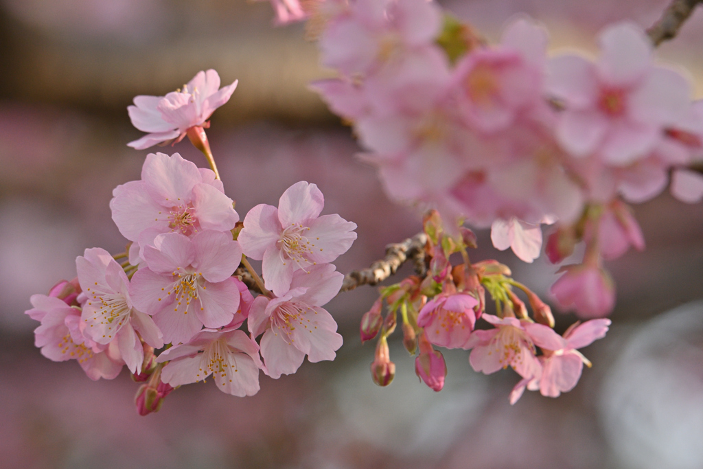 河津桜