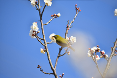 青空の梅ジロー