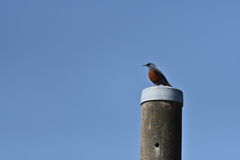鳥も変わって