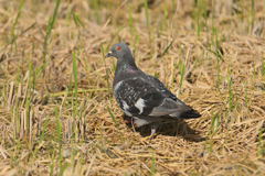 土鳩の散歩
