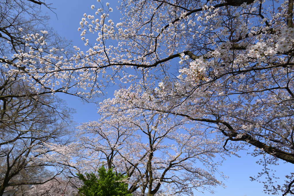 桜とっても