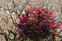 山茶花も