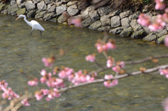 桜小学校①