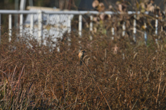 恐ろしい軍団と百舌鳥
