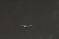 蜻蛉-2