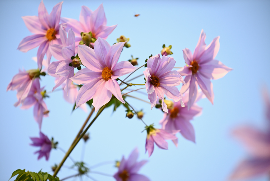 夕陽の花-3