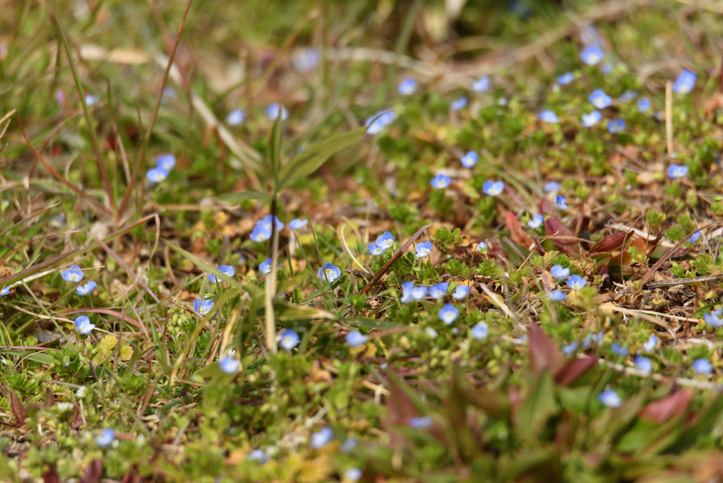 野草でもね_2017-①