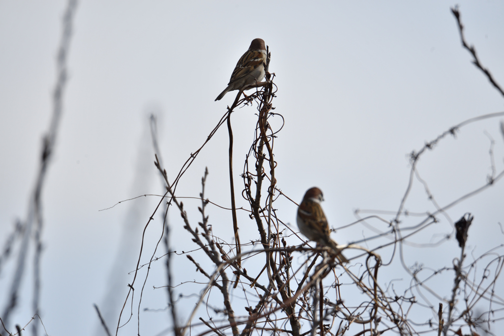 冬の鳥たち-3