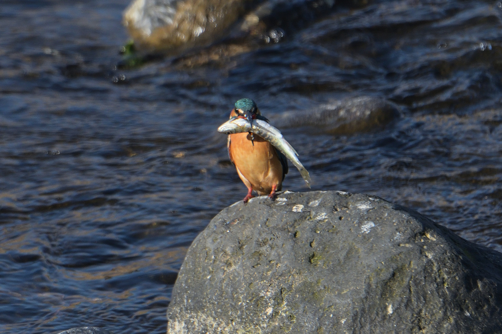 Kingfisher