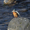 Kingfisher