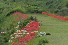 秋の花道
