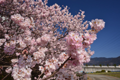 春めきの花を見て欲しい