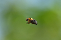 Flying carpenter bee from the side