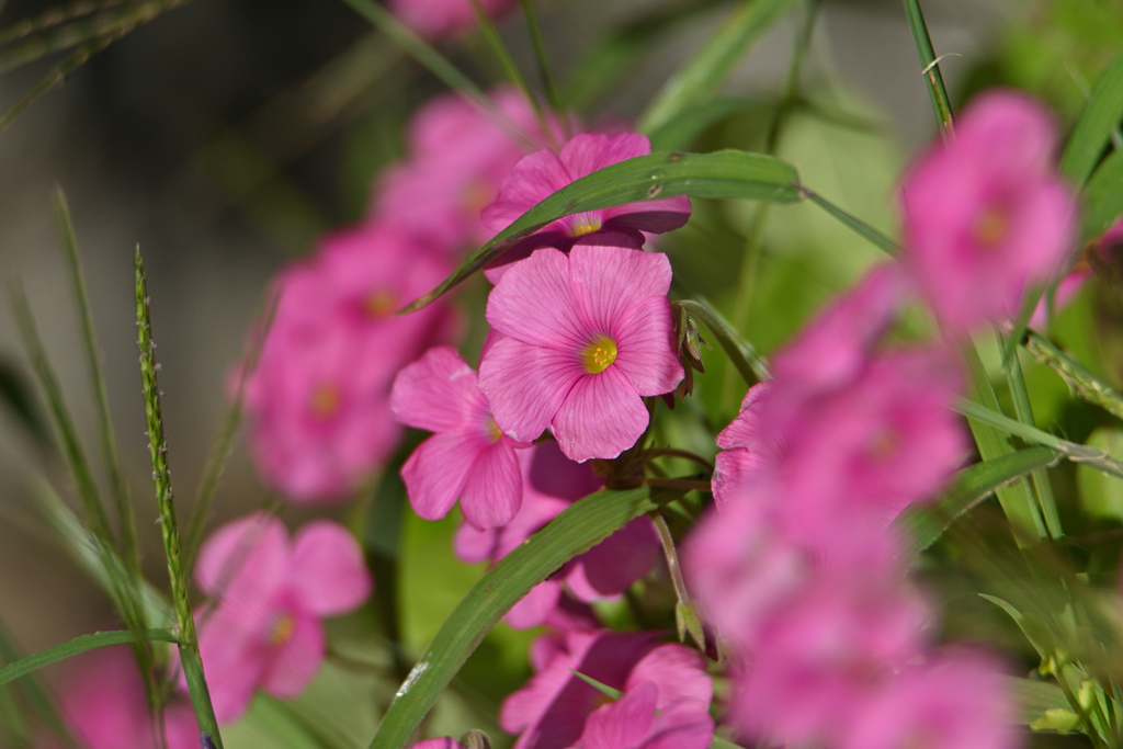 花片喰も艶やか