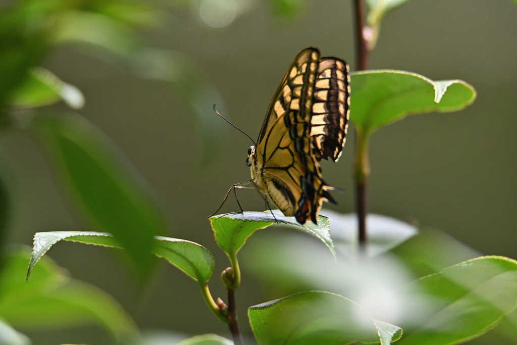 椿の葉が輝く時
