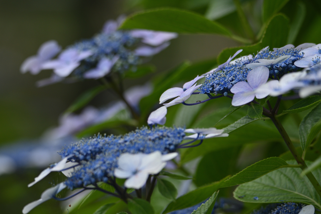 紫陽花