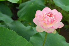 蓮花 ①