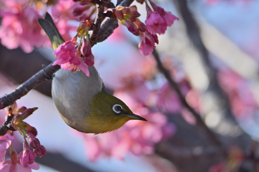 河津桜と目白