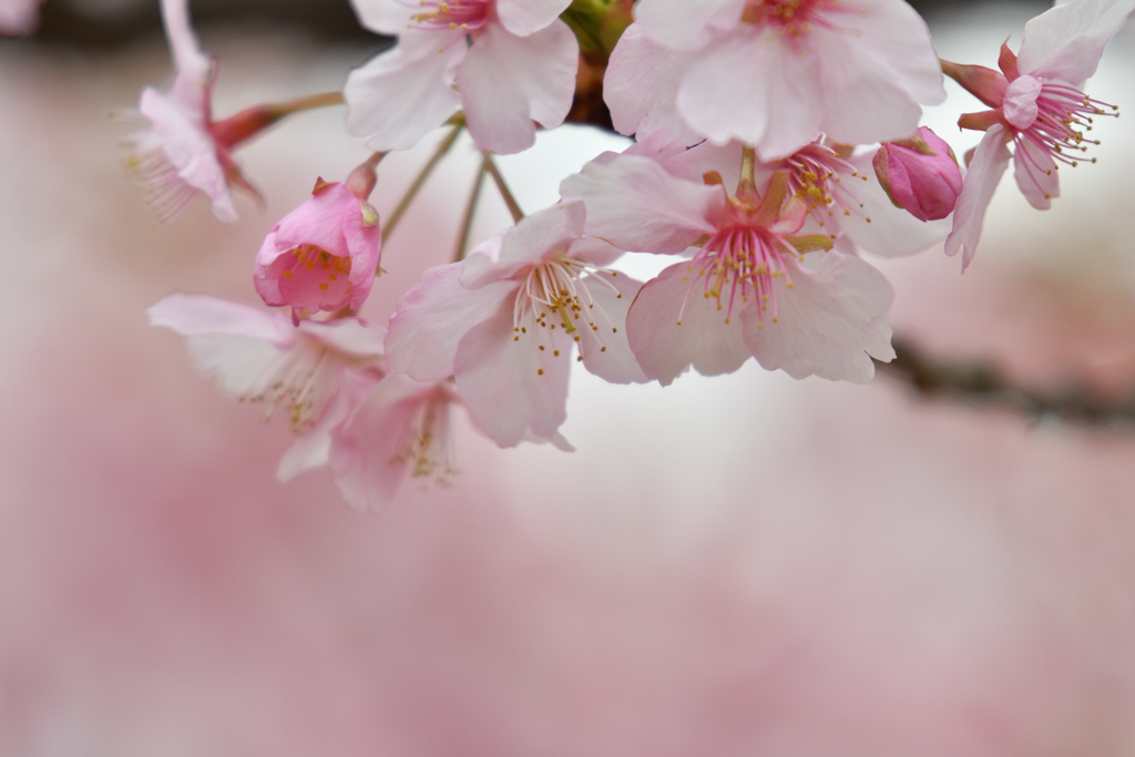 河津桜
