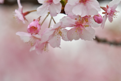 河津桜