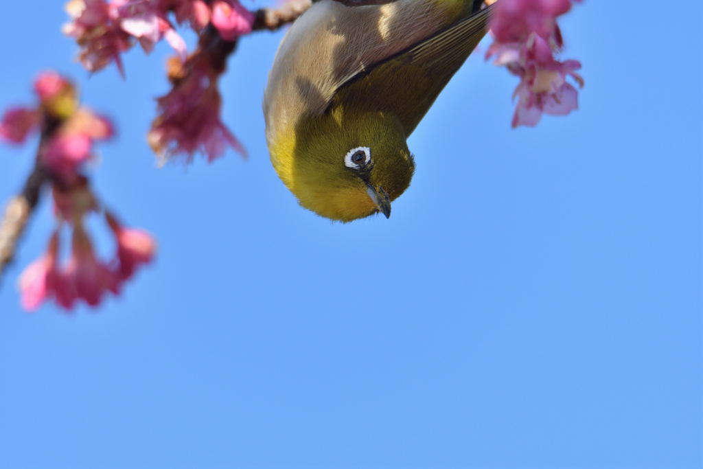 桜木からこんにちは