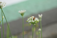 韮と花虻