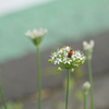 韮と花虻