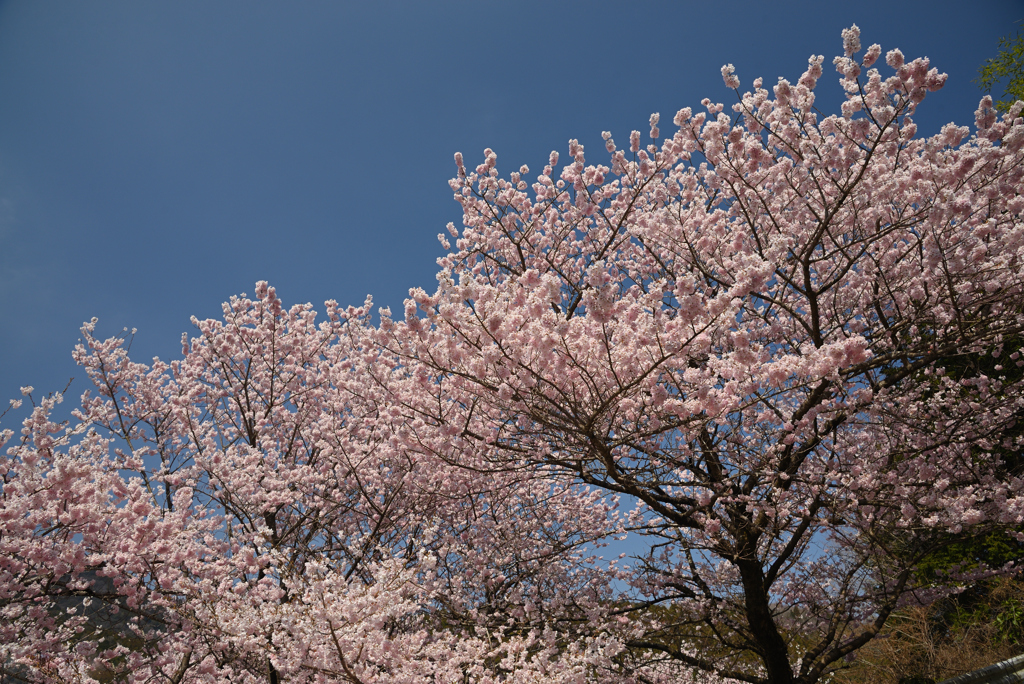 春めき桜