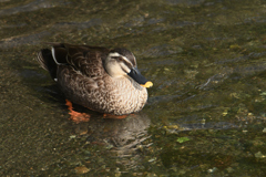 水が綺麗かな