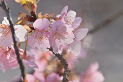 河津桜