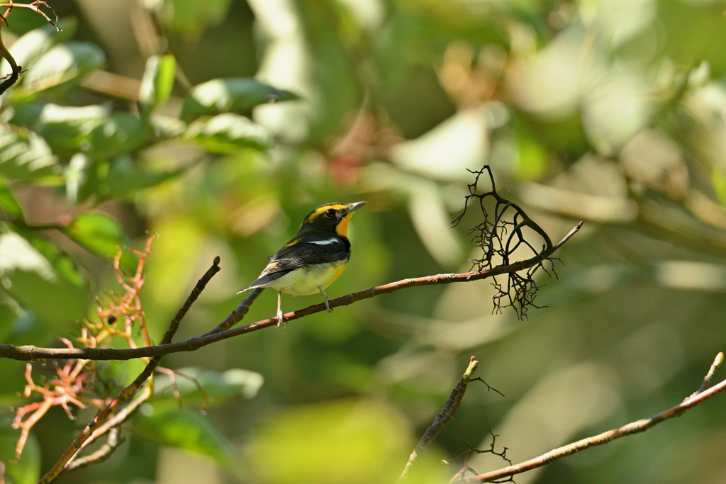 素っ気ない黄鶲君