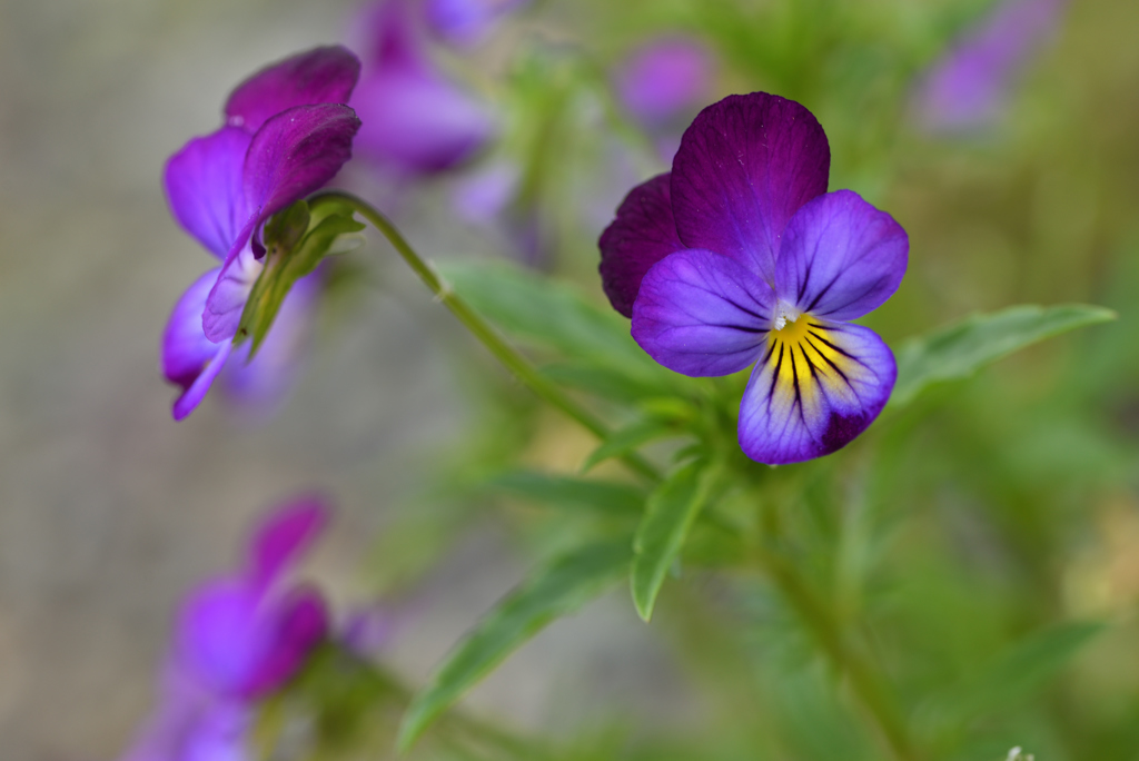 野草化した花