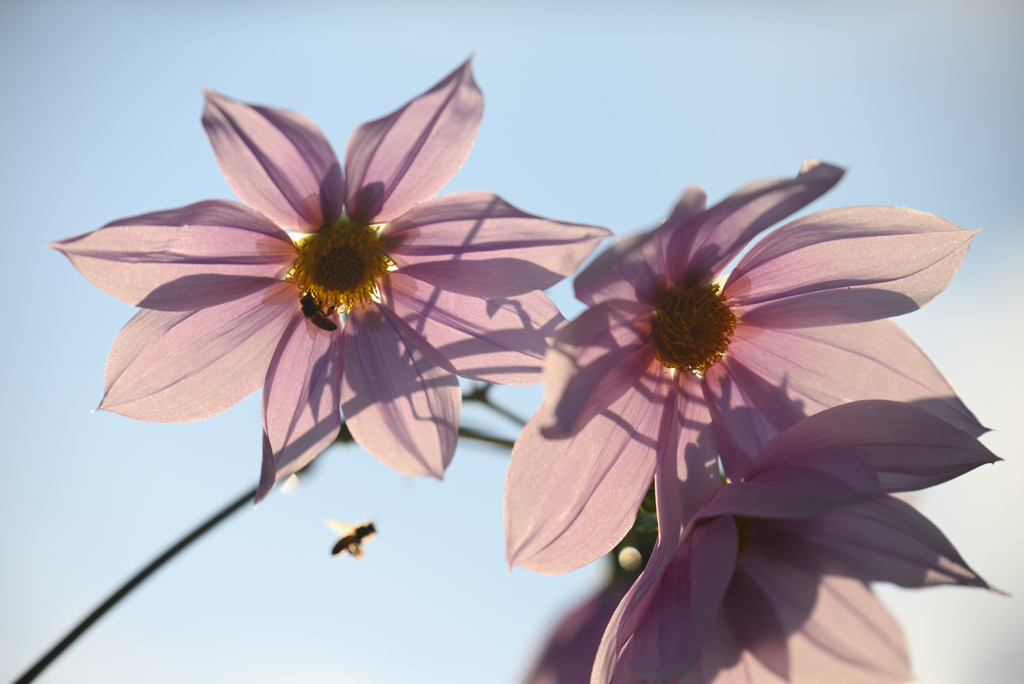 透かした花
