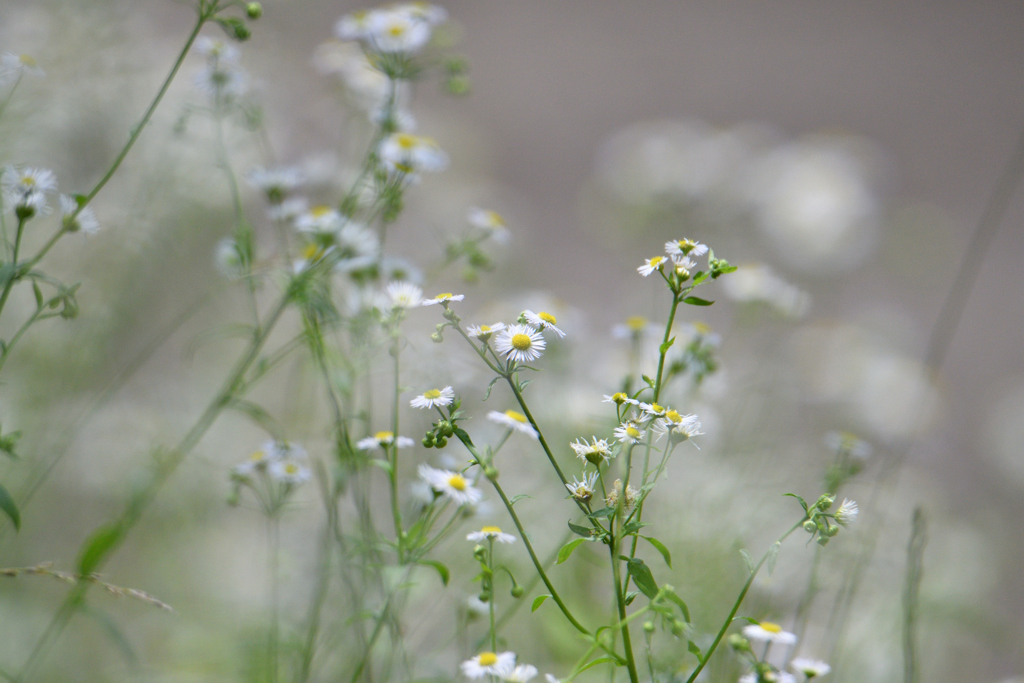 白く霞む花