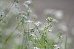 白く霞む花