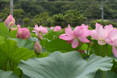 葉っぱと花がいっぱい