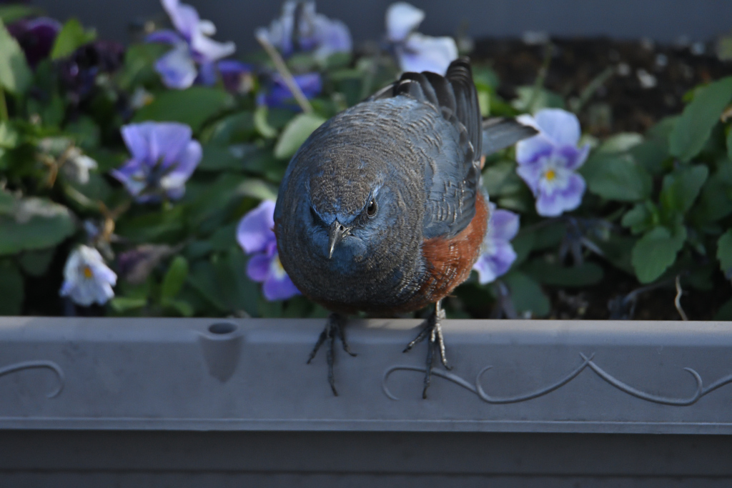 花が好き